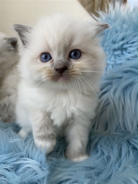 Cream & white bi-color male. . Ragdoll kittens for sale 200